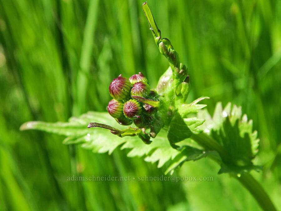 streambank butterweed/groundsel, budding (Packera pseudaurea (Senecio pseudaureus)) [Logan Valley, Malheur National Forest, Grant County, Oregon]