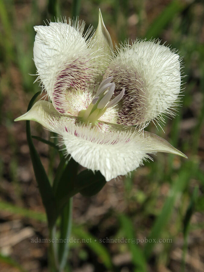 Tolmie's mariposa lilies (Calochortus tolmiei) [Eagle's Rest Trail, Lane County, Oregon]