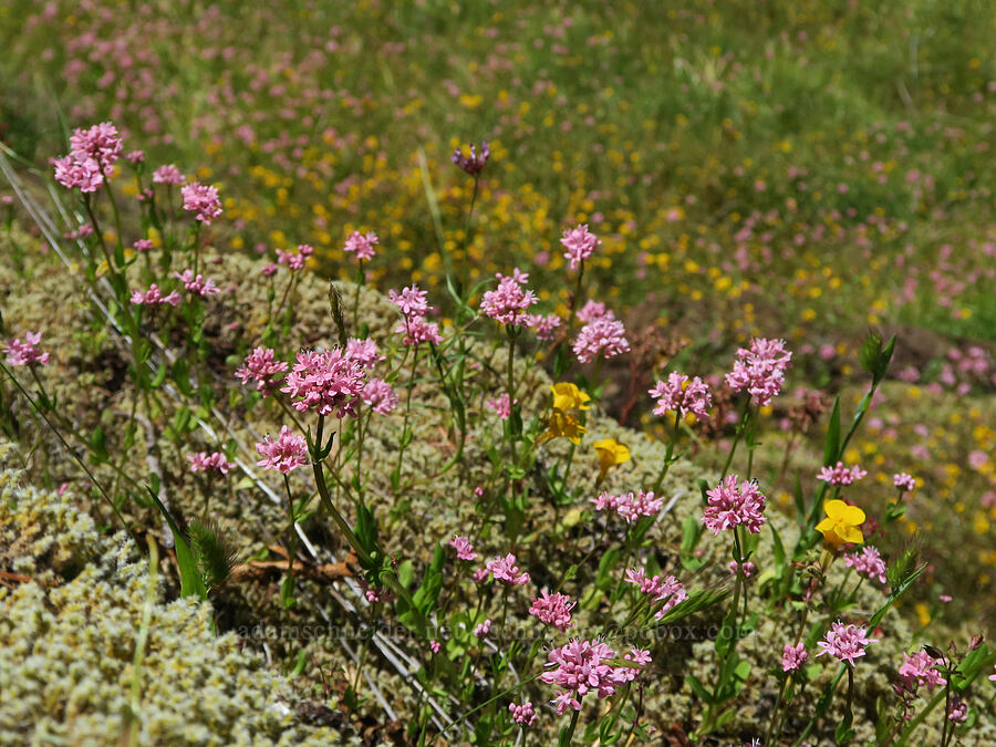 rosy plectritis & monkeyflower (Plectritis congesta, Erythranthe sp. (Mimulus sp.)) [Eagle's Rest, Lane County, Oregon]