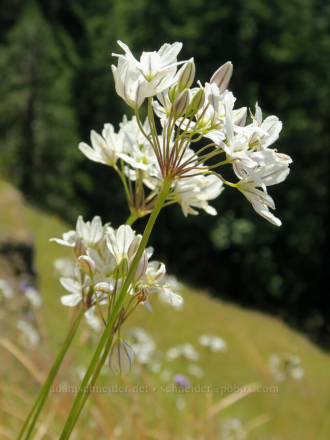 white brodiaea (Triteleia hyacinthina (Brodiaea hyacinthina)) [Eagle's Rest, Lane County, Oregon]