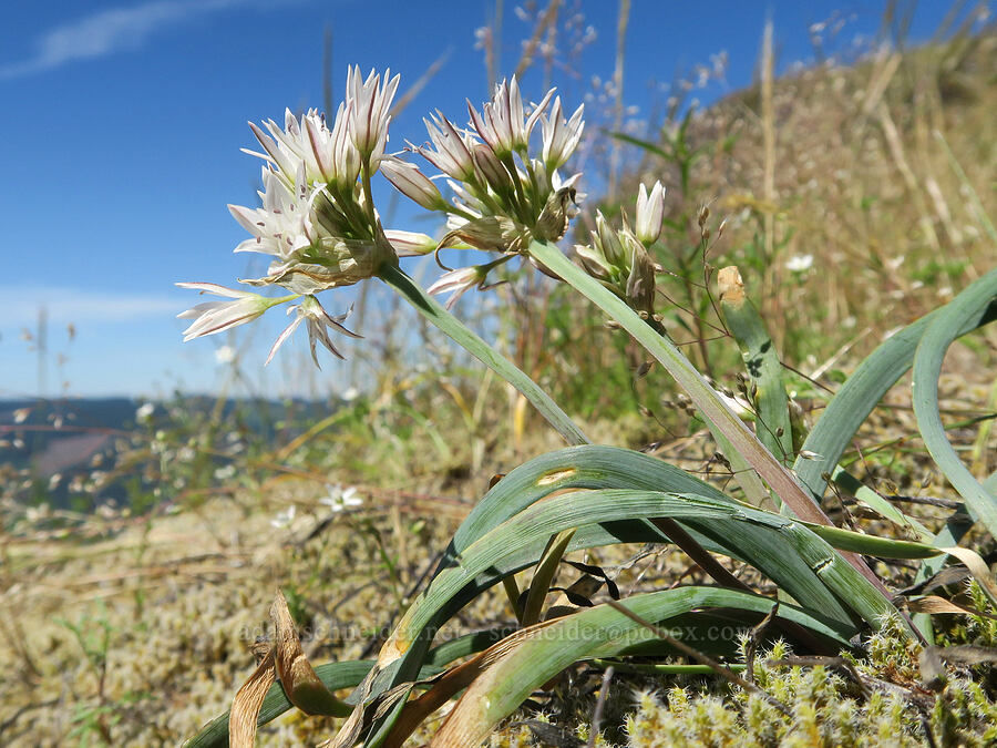 Olympic onions (Allium crenulatum) [Eagle's Rest, Lane County, Oregon]