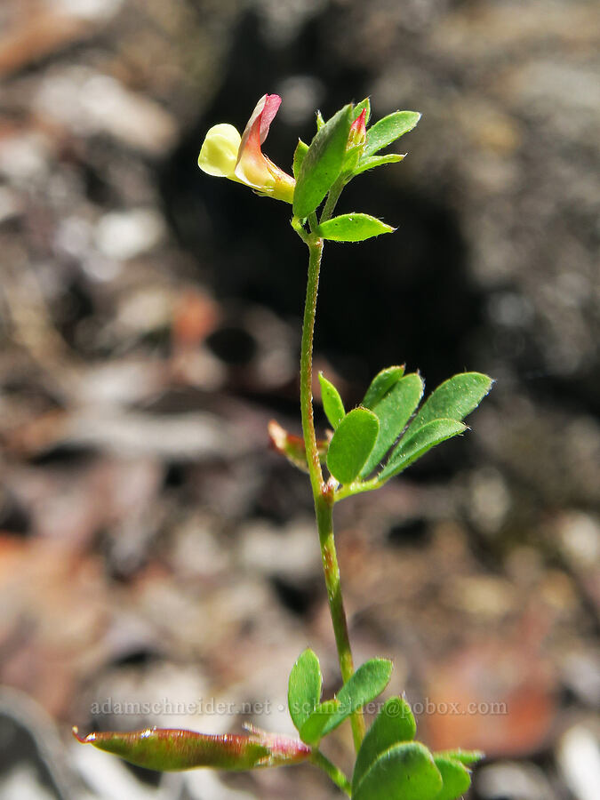 small-flowered lotus (Acmispon parviflorus (Lotus micranthus)) [Eagle's Rest, Lane County, Oregon]