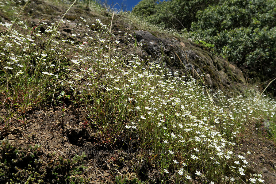 slender stitchwort (Minuartia tenella (Sabulina macra)) [Eagle's Rest, Lane County, Oregon]