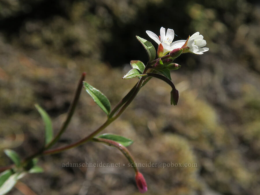 small-flowered willow-herb (Epilobium minutum) [Eagle's Rest, Lane County, Oregon]