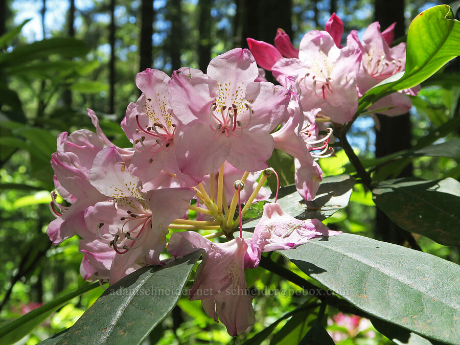 Pacific rhorodendron (Rhododendron macrophyllum) [Eagle's Rest Trail, Lane County, Oregon]