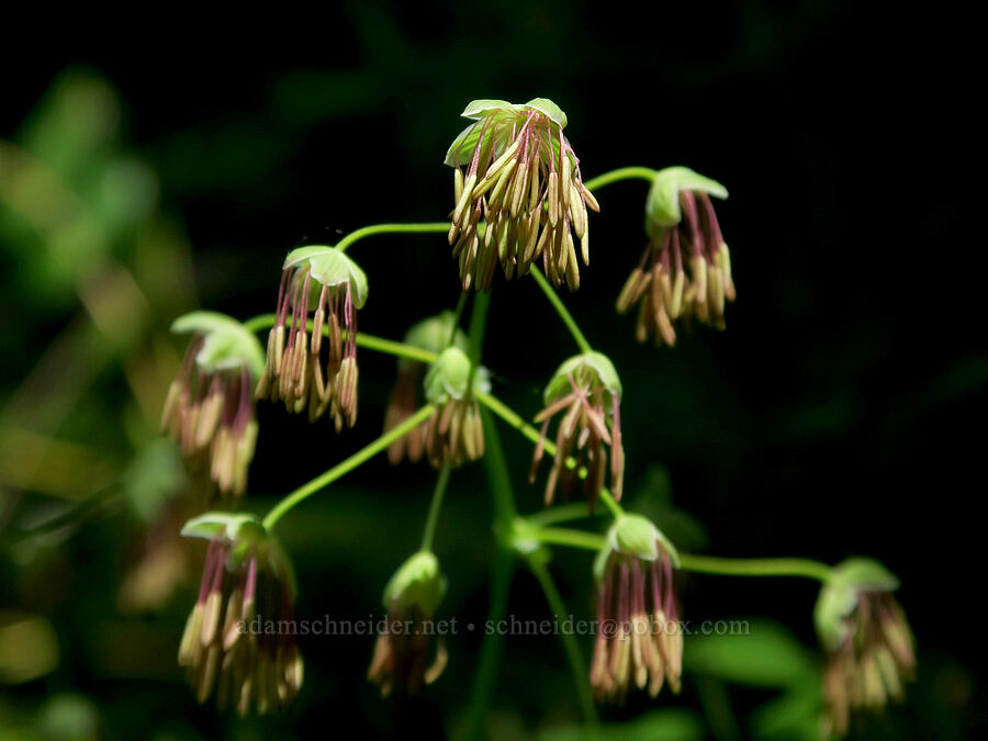 western meadow-rue (male flowers) (Thalictrum occidentale) [Mount June Trail, Umpqua National Forest, Lane County, Oregon]