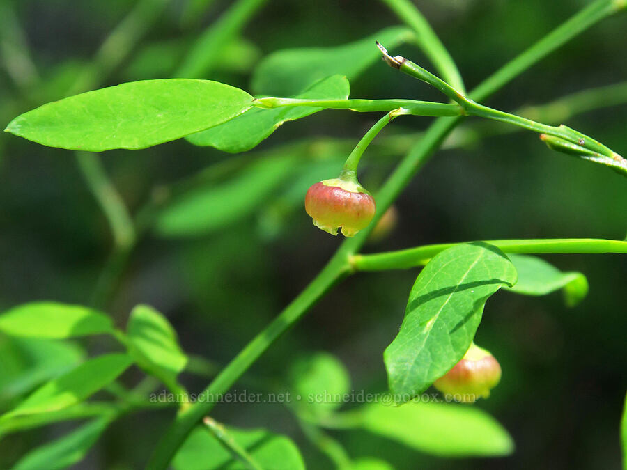 red huckleberry flower (Vaccinium parvifolium) [Mount June Trail, Umpqua National Forest, Lane County, Oregon]