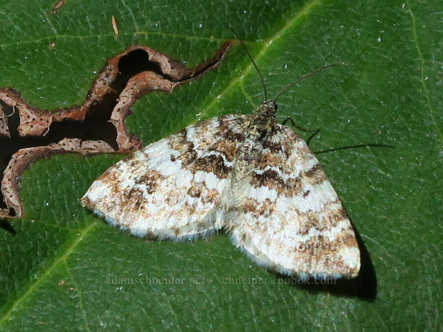 carpet moth (Enchoria lacteata) [Mount June Trail, Umpqua National Forest, Lane County, Oregon]