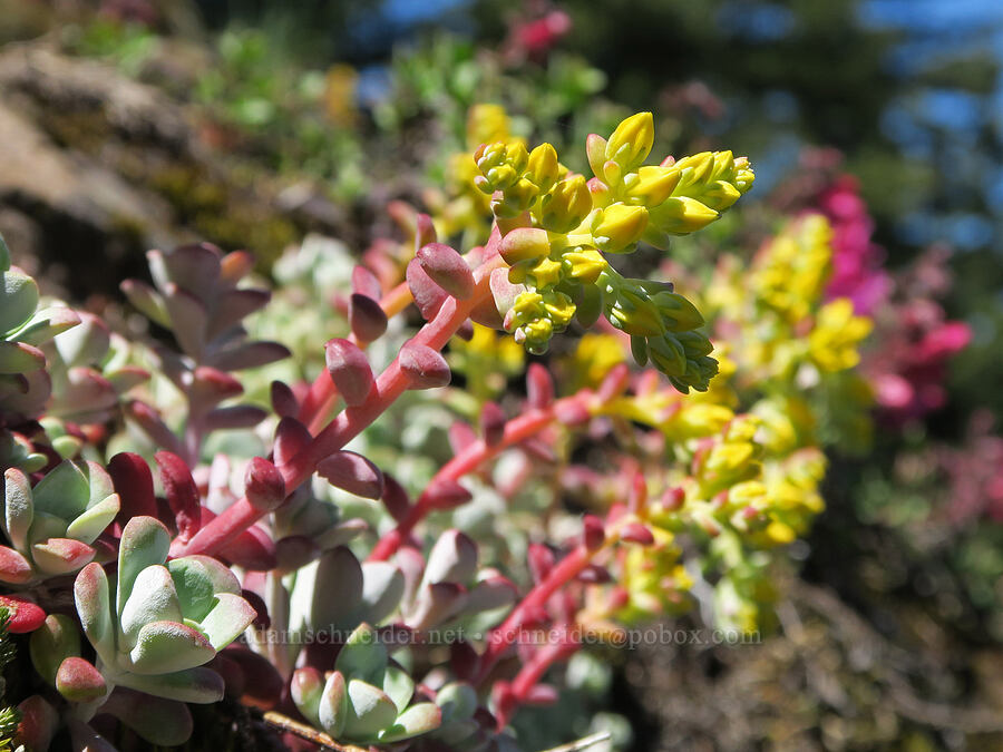 broad-leaf stonecrop, budding (Sedum spathulifolium) [Mount June, Umpqua National Forest, Lane County, Oregon]