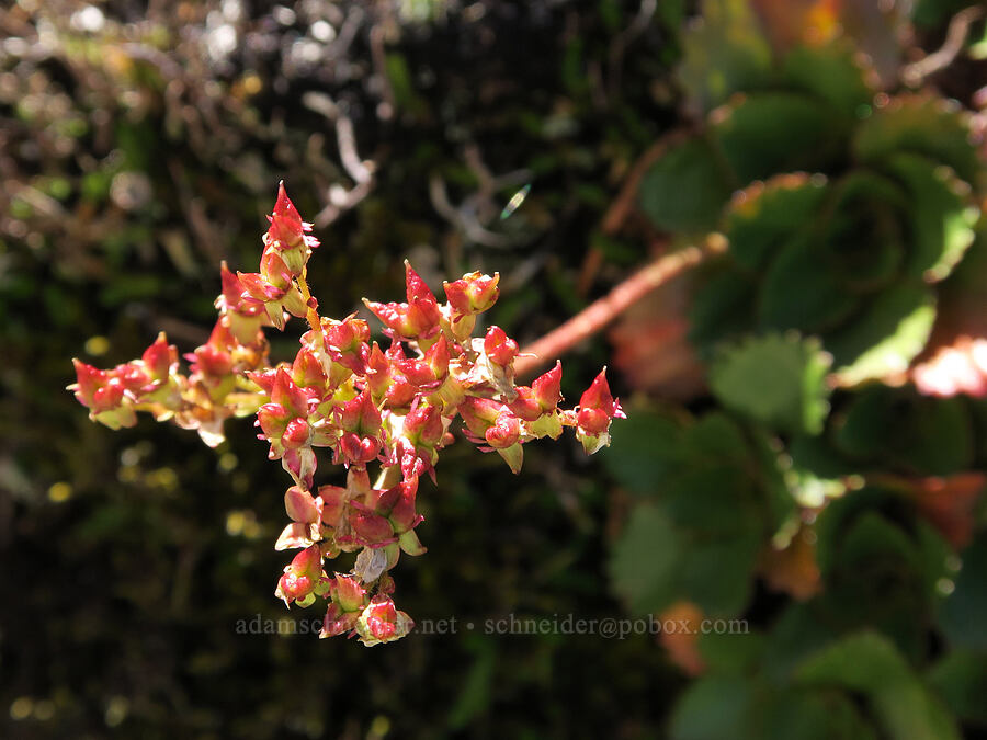 rusty-hair saxifrage, gone to seed (Micranthes rufidula (Saxifraga occidentalis ssp. rufidula)) [Mount June, Umpqua National Forest, Lane County, Oregon]