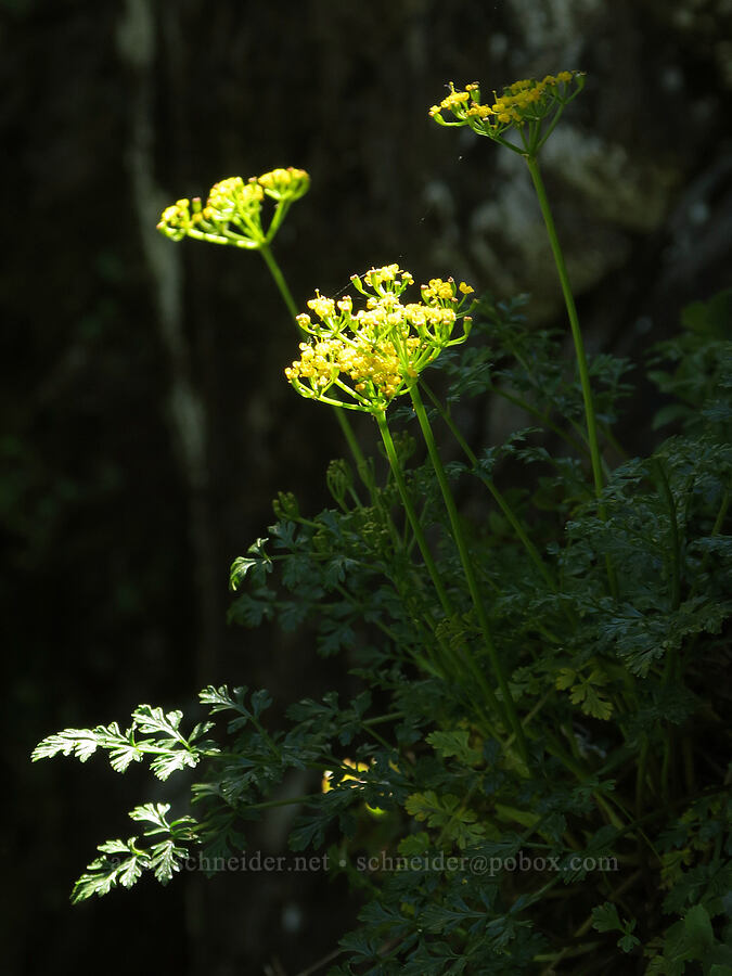 Hall's desert parsley (Lomatium hallii) [Mount June, Umpqua National Forest, Lane County, Oregon]