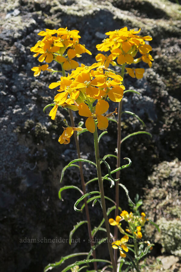 wallflower (Erysimum capitatum) [Mount June, Umpqua National Forest, Lane County, Oregon]