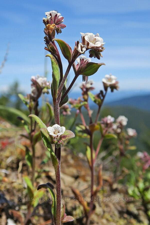 Umpqua phacelia (Phacelia verna) [Mount June, Umpqua National Forest, Lane County, Oregon]