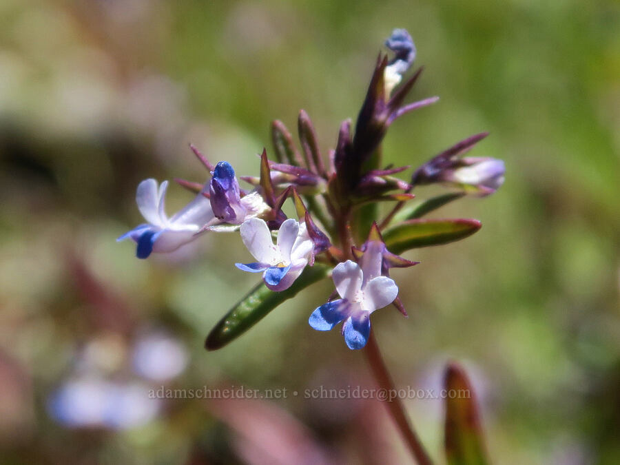 small-flowered blue-eyed-Mary (Collinsia parviflora) [Mount June, Umpqua National Forest, Lane County, Oregon]
