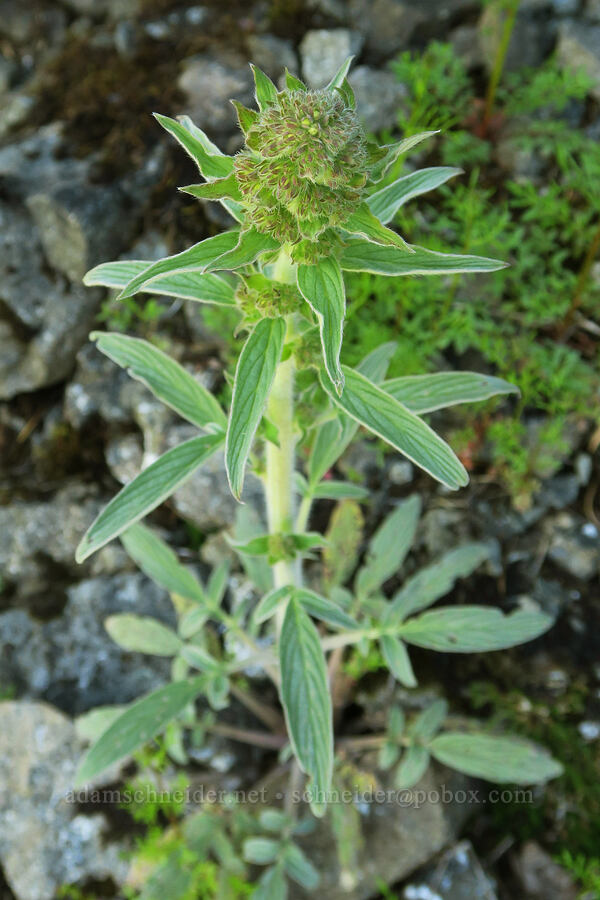 varied-leaf phacelia (Phacelia heterophylla ssp. virgata) [Mount June, Umpqua National Forest, Lane County, Oregon]