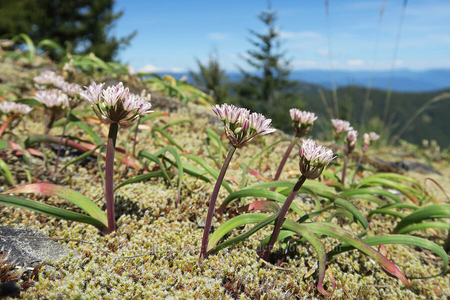 Olympic onions (Allium crenulatum) [Mount June, Umpqua National Forest, Lane County, Oregon]