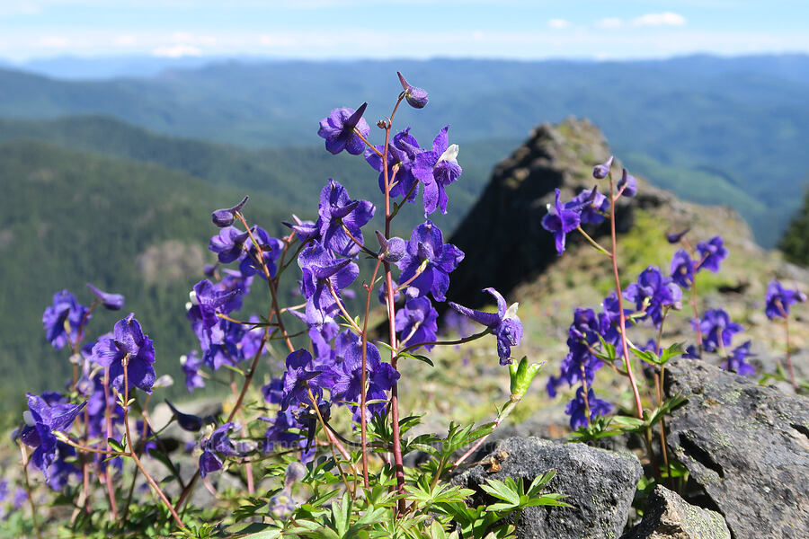 rockslide larkspur (Delphinium glareosum) [Mount June, Umpqua National Forest, Lane County, Oregon]
