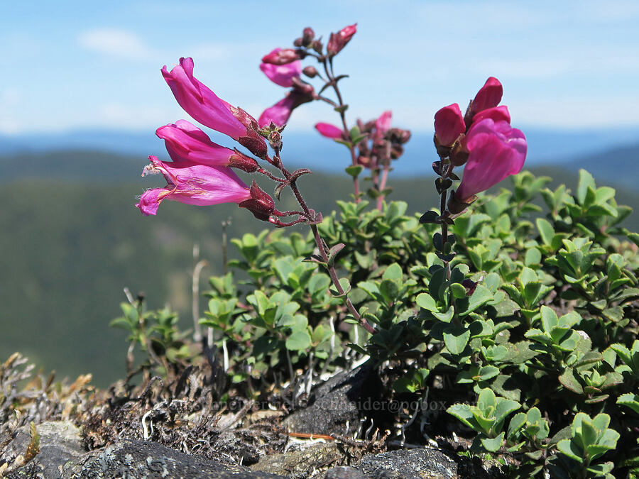 cliff penstemon (Castilleja rupicola) [Mount June, Umpqua National Forest, Lane County, Oregon]