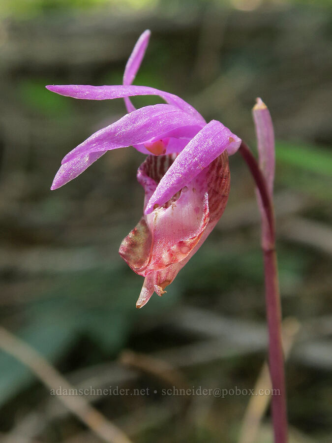 fairy-slipper orchid (Calypso bulbosa) [Mount June, Umpqua National Forest, Lane County, Oregon]