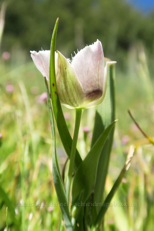 Tolmie's mariposa lilies (Calochortus tolmiei) [Mount June, Umpqua National Forest, Lane County, Oregon]
