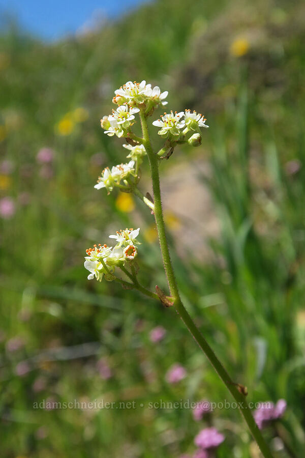 saxifrage (Micranthes sp. (Saxifraga sp.)) [Mount June, Umpqua National Forest, Lane County, Oregon]