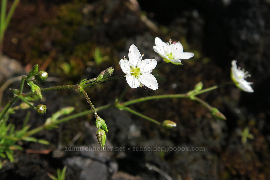 boreal sandwort (Minuartia rubella (Arenaria rubella) (Sabulina rubella)) [Mount June, Umpqua National Forest, Lane County, Oregon]