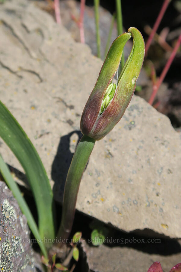 Olympic onion, budding (Allium crenulatum) [Mount June, Umpqua National Forest, Lane County, Oregon]