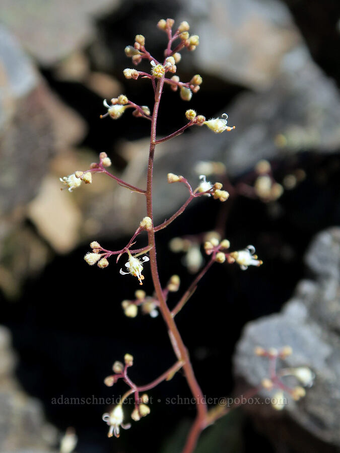 small-flowered alumroot (Heuchera micrantha var. micrantha) [Mount June, Umpqua National Forest, Lane County, Oregon]