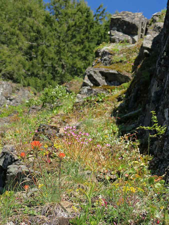 wildflowers (Castilleja sp., Sedum sp., Montia parvifolia (Claytonia parvifolia)) [Mount June, Umpqua National Forest, Lane County, Oregon]