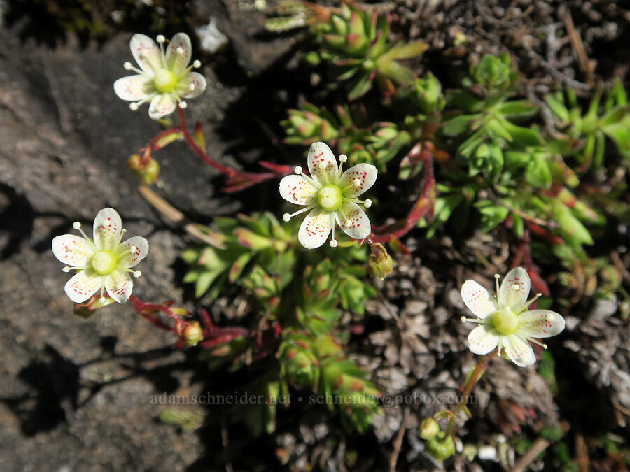 spotted saxifrage (Saxifraga bronchialis ssp. vespertina (Saxifraga vespertina)) [Mount June, Umpqua National Forest, Lane County, Oregon]