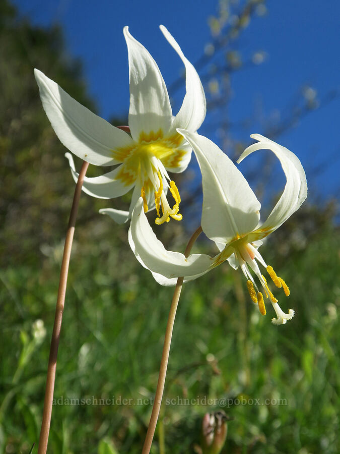 Oregon fawn lilies (Erythronium oregonum) [Mount June Trail, Umpqua National Forest, Lane County, Oregon]