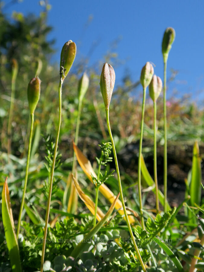 glacier lily seed pods (Erythronium grandiflorum) [Mount June Trail, Umpqua National Forest, Lane County, Oregon]