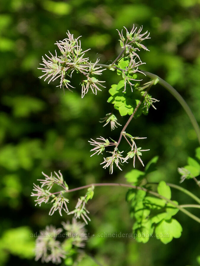western meadow-rue (female flowers) (Thalictrum occidentale) [Mount June Trail, Umpqua National Forest, Lane County, Oregon]