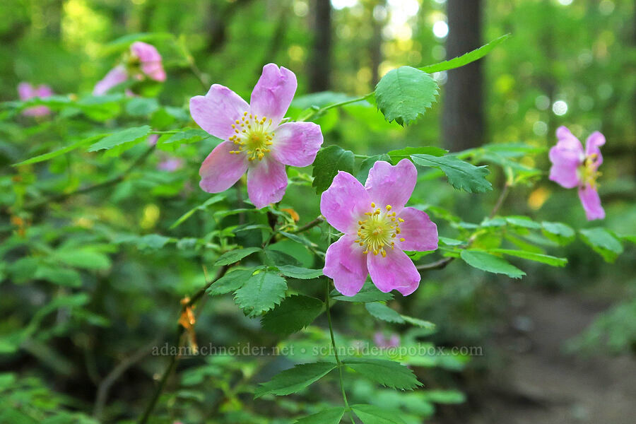 bald-hip roses (Rosa gymnocarpa) [Spirit Falls Trail, Umpqua National Forest, Lane County, Oregon]