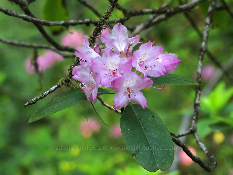 Pacific rhorodendron (Rhododendron macrophyllum) [Spirit Falls Trail, Umpqua National Forest, Lane County, Oregon]