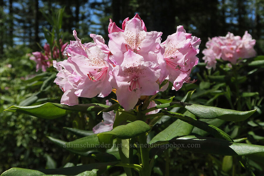 Pacific rhododendron (Rhododendron macrophyllum) [Forest Road 1824, Willamette National Forest, Lane County, Oregon]