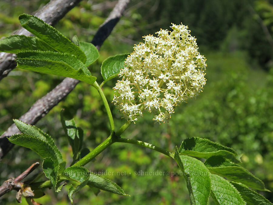 elderberry flowers (Sambucus racemosa) [Forest Road 1824-142, Willamette National Forest, Lane County, Oregon]