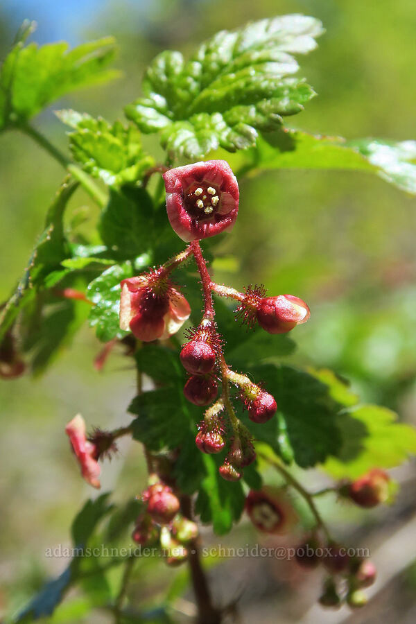 prckly currant (Ribes lacustre) [Forest Road 1824-142, Willamette National Forest, Lane County, Oregon]