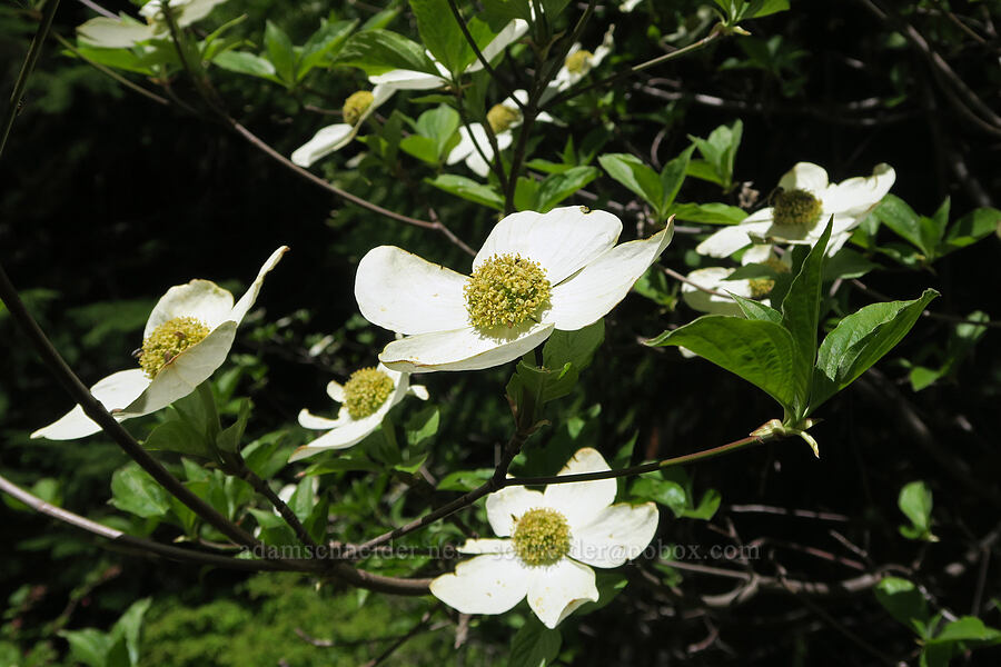Pacific dogwood flowers (Cornus nuttallii) [Forest Road 1824-142, Willamette National Forest, Lane County, Oregon]