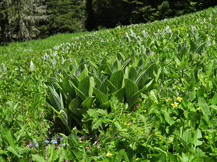 corn lilies (Veratrum californicum) [Nevergo Meadow, Willamette National Forest, Lane County, Oregon]