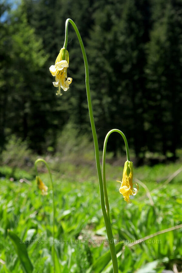 glacier lily, fading (Erythronium grandiflorum) [Nevergo Meadow, Willamette National Forest, Lane County, Oregon]