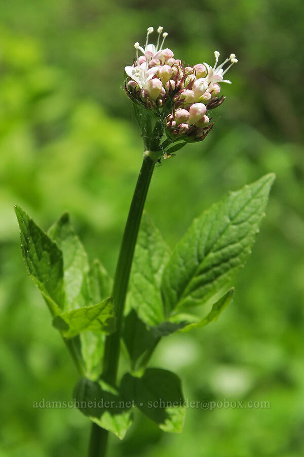 Sitka valerian (Valeriana sitchensis ssp. sitchensis) [Nevergo Meadow, Willamette National Forest, Lane County, Oregon]