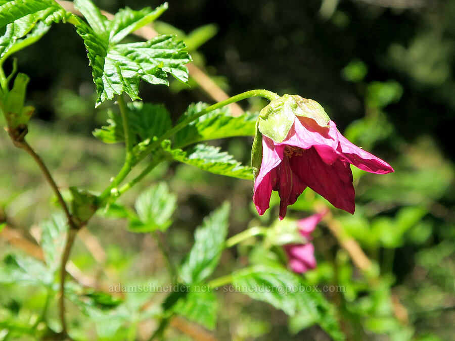 salmonberry flower (Rubus spectabilis) [Nevergo Meadow, Willamette National Forest, Lane County, Oregon]