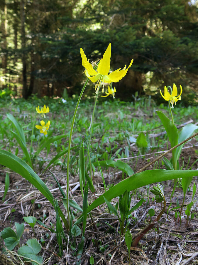 glacier lilies (Erythronium grandiflorum) [Elk Camp Meadow, Willamette National Forest, Lane County, Oregon]