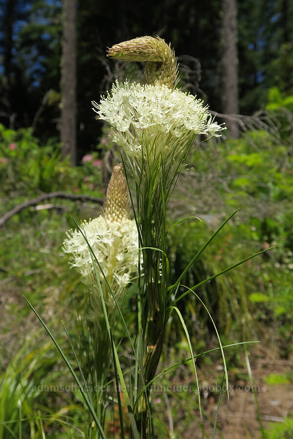 first beargrass of the year (Xerophyllum tenax) [Forest Road 1824, Willamette National Forest, Lane County, Oregon]