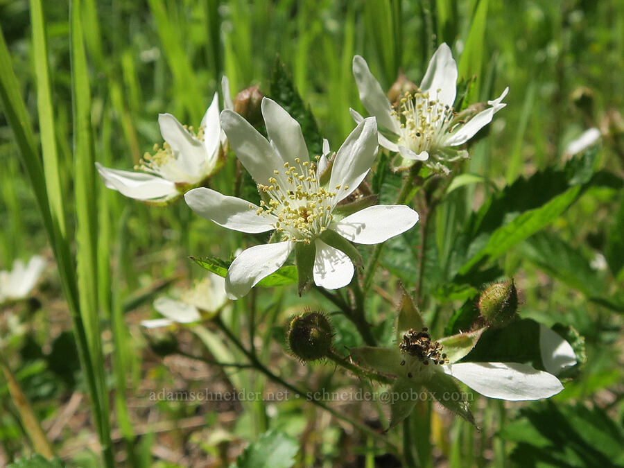 native blackberry flowers (Rubus ursinus) [Forest Road 1824, Willamette National Forest, Lane County, Oregon]