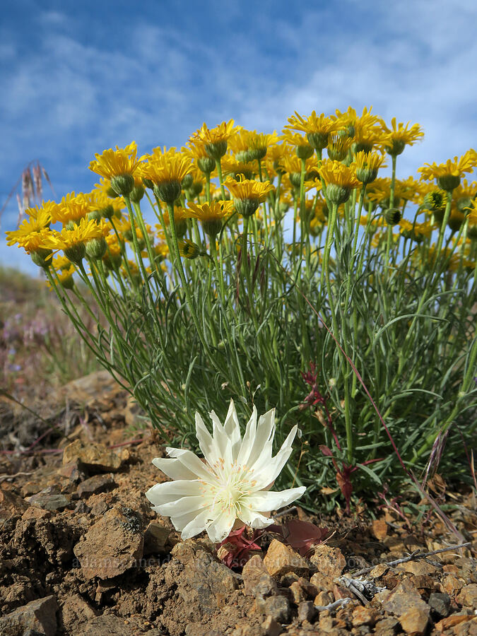 bitterroot & desert yellow fleabane (Lewisia rediviva, Erigeron linearis) [Arizona Creek Road, Harney County, Oregon]