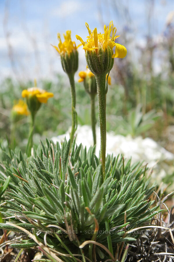 narrow-leaf goldenweed (Nestotus stenophyllus (Haplopappus stenophyllus)) [Pueblo Mountains, Harney County, Oregon]