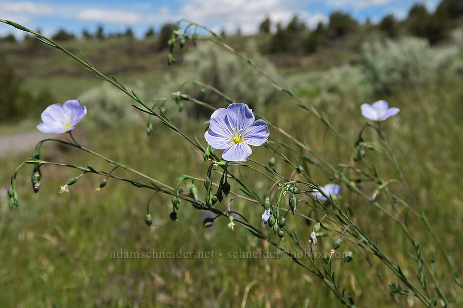 blue flax (Linum lewisii (Linum perenne var. lewisii)) [South Steens Mountain Loop Road, Harney County, Oregon]