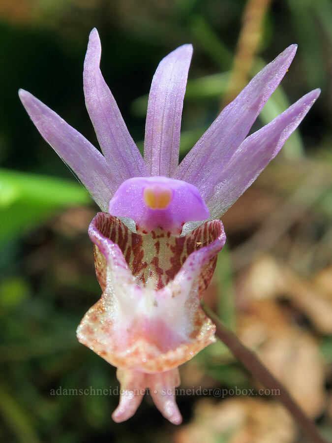 fairy-slipper orchid (Calypso bulbosa) [Alpine Trail, Willamette National Forest, Lane County, Oregon]